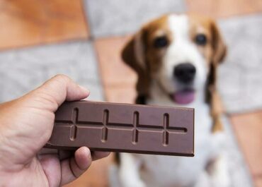 Cachorro pode comer chocolate?