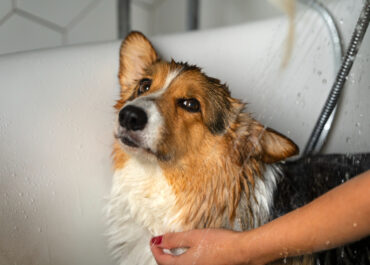 Como dar banho em cachorros?