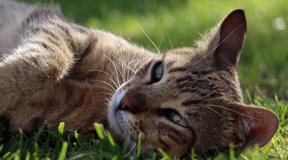 5 Coisas que os gatos amam